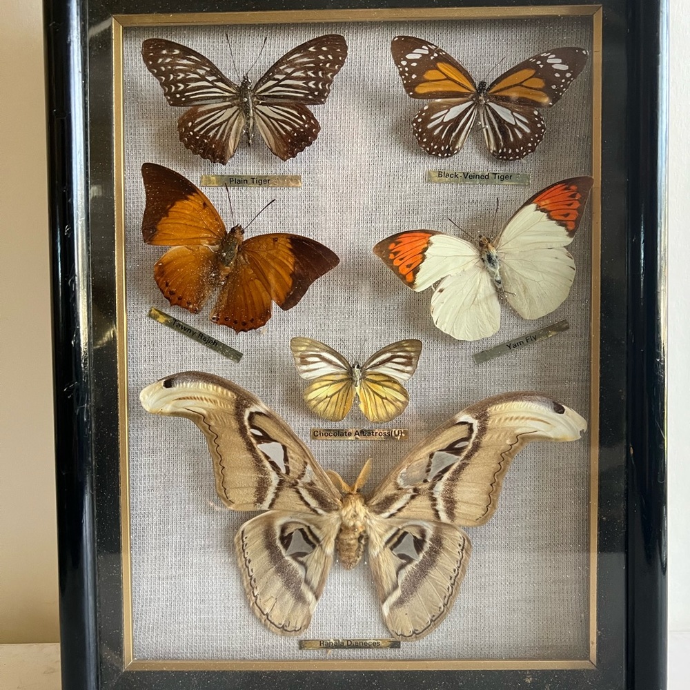 Vtg RARE Real taxidermy framed boxed moth/butterflies - Picture 9 of 14